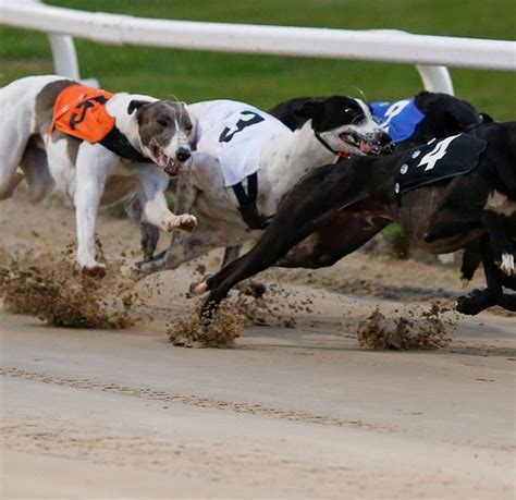 sporting life greyhounds tips|Tomorrow’s Greyhound Racecards .